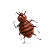 Bed bugs control sadamjee services