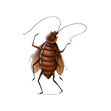 Cockroaches control karachi