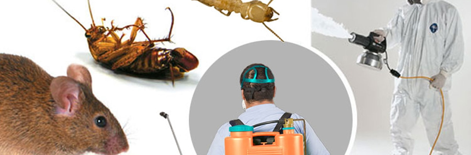 Rodent Control Sadamjee services